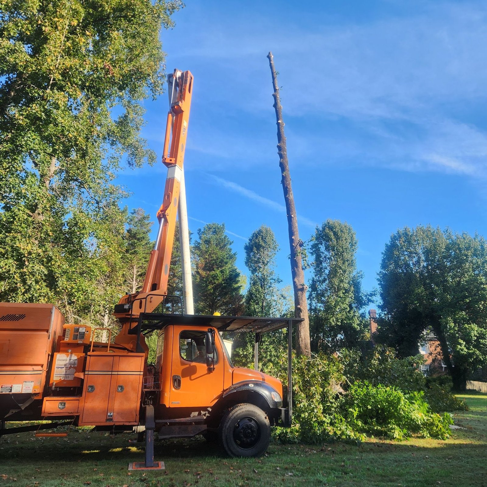 Crane and bucket truck set up in a yard to take down a tall pine in sections