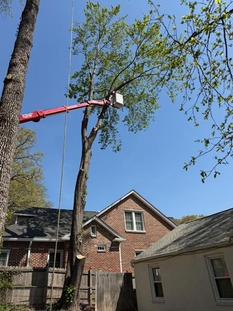 Bucket boom reaching into a large tree growing tight against a brick house