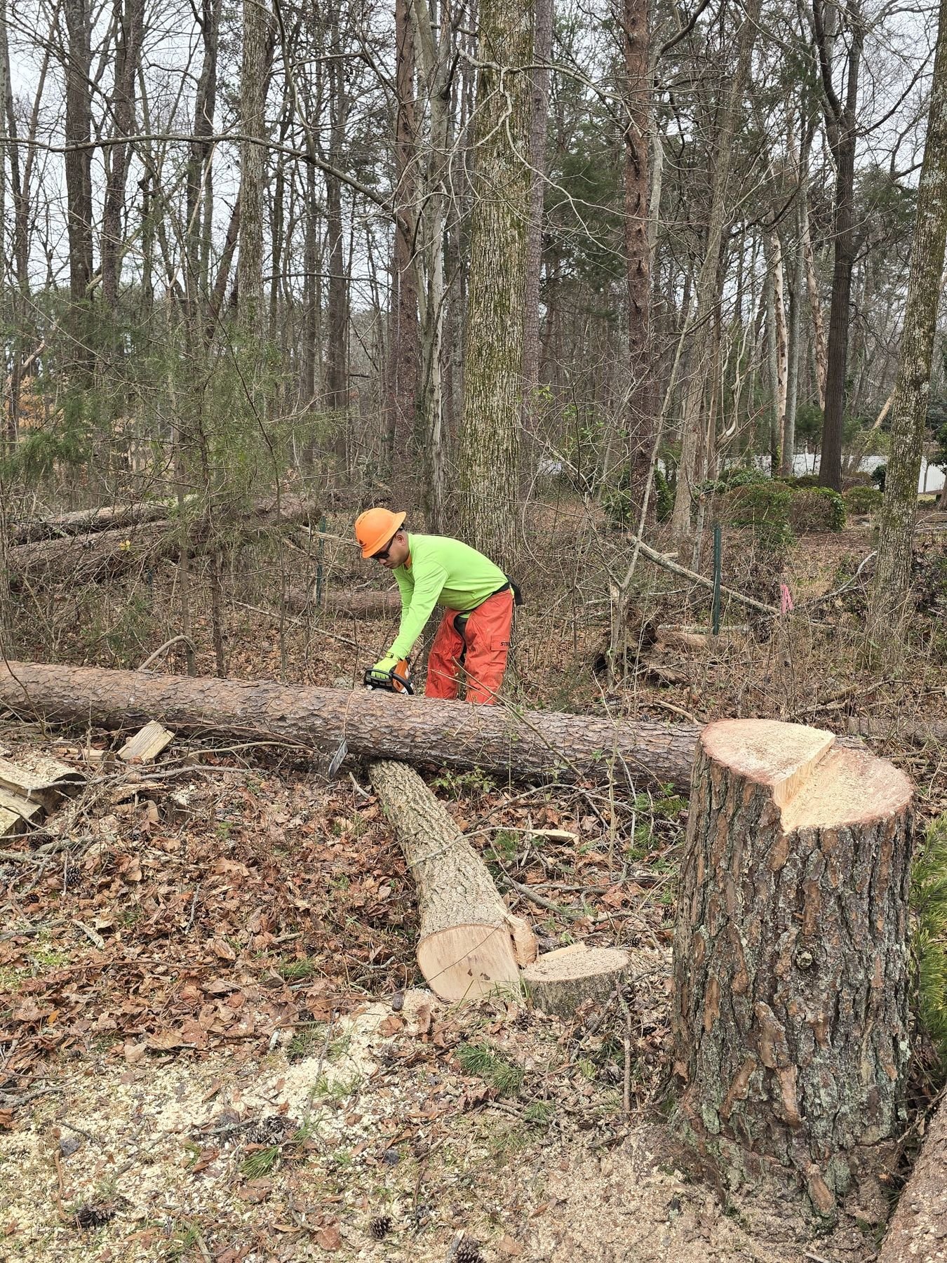 Triad Tree Removal crew working a residential tree job in the Greensboro area