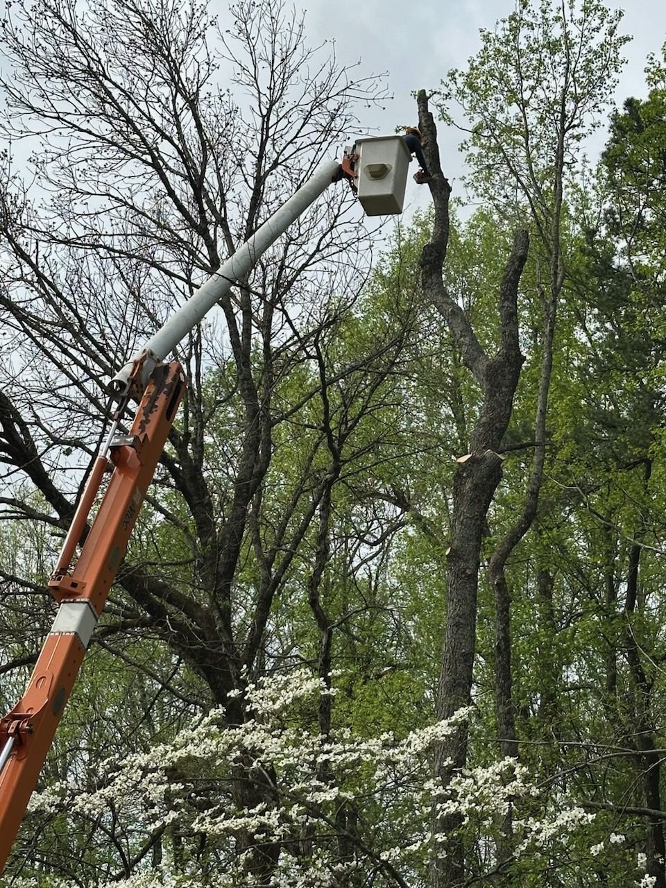 Bucket boom raised into the bare canopy of a large tree with a flowering tree in the foreground