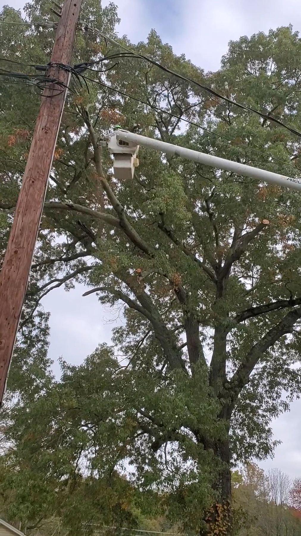 Bucket boom working a large tree directly beside a utility pole with power lines running across