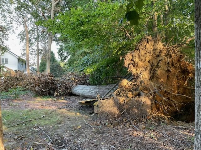 Large uprooted root plate lifted out of the ground with fresh soil, the tree lying beside it