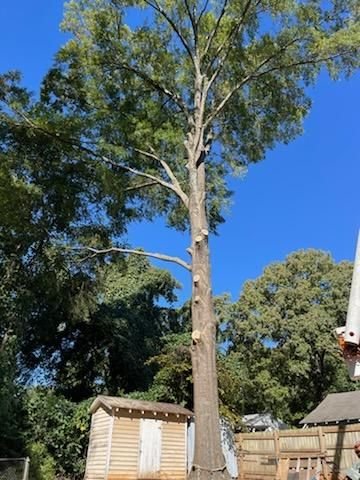 Tall tree stripped down to a bare stubbed trunk beside a storage shed