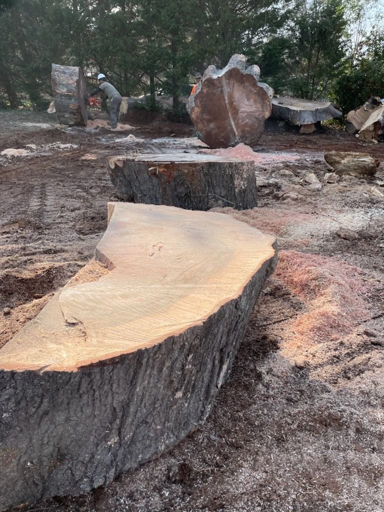 Fresh saw face on a large hardwood stump with grindings covering the ground around it