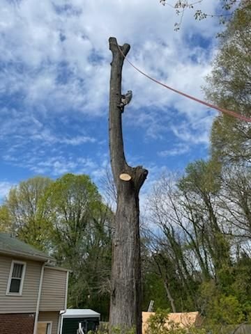Tall dead trunk being sectioned down, a fresh cut disc partway up the spar