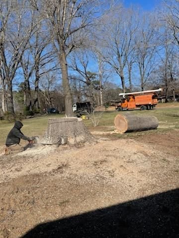 Crew member working at a large cut stump with trunk sections stacked behind