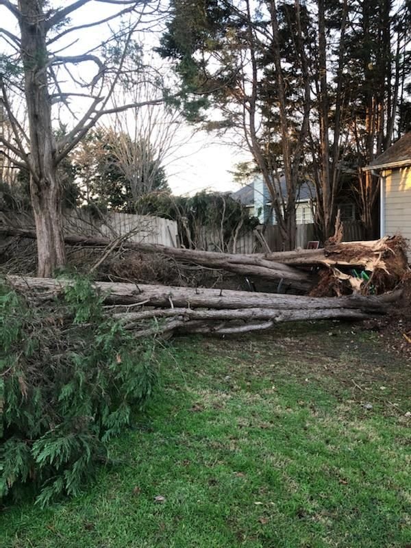 Large tree blown over and lying across a residential back yard
