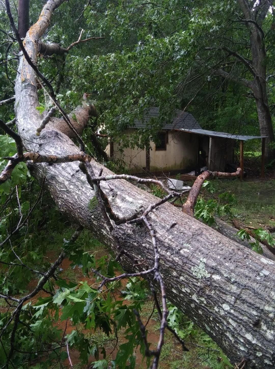 Massive fallen limb draped over the roof of a small shed in the rain