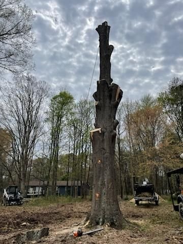 Tall dead snag rigged with a rope for a controlled take-down near mobile homes