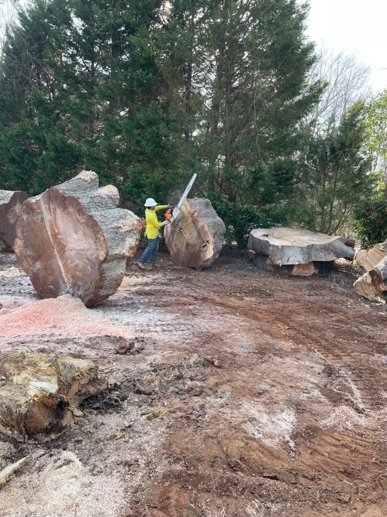 Crew member chainsawing a massive log round on a wooded property, thick slabs staged nearby