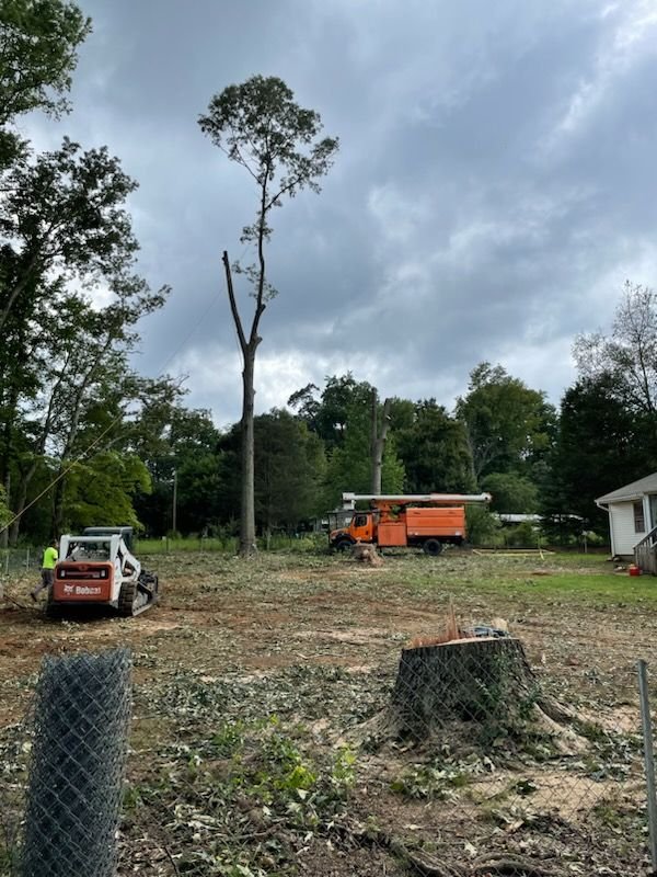 Stump left standing in an open yard after a takedown, with a skid steer and chip truck on site