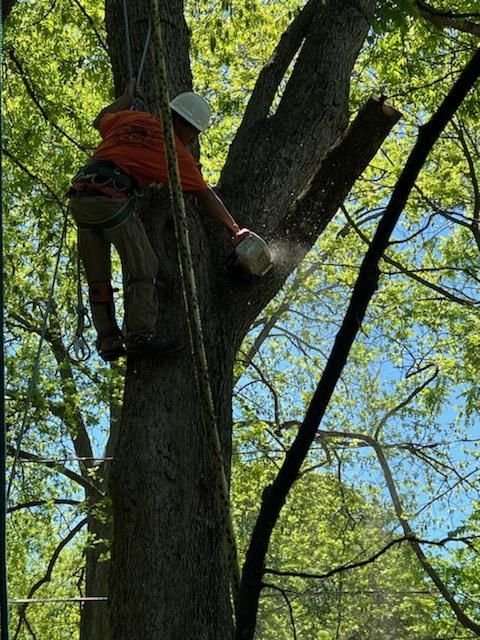 Climber roped into the canopy in a helmet and saddle, cutting a limb with a chainsaw