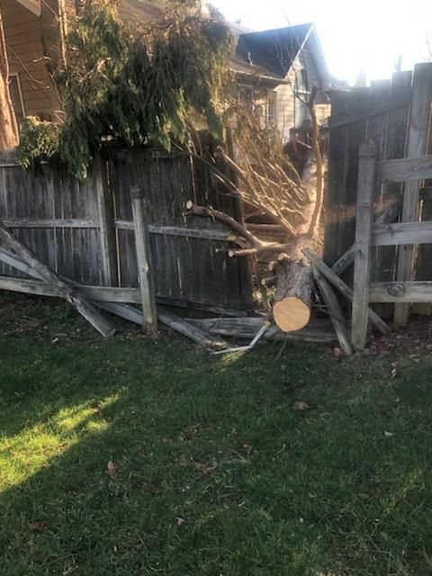 Storm-broken tree driven through a wooden fence and into the side of an outbuilding