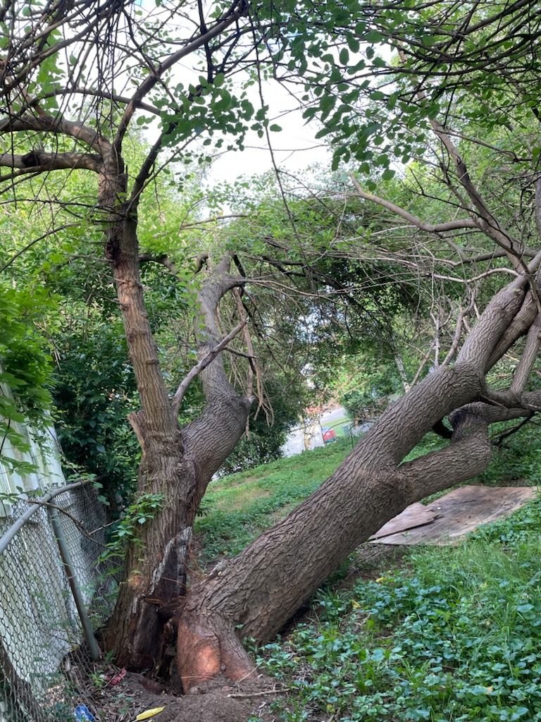 Leaning trunk with a split base near a chain-link fence, houses visible beyond