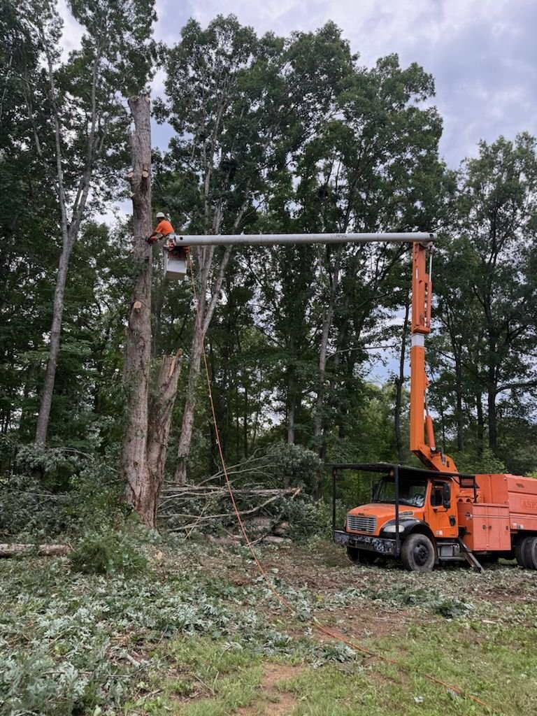 Bucket truck worker cutting limbs from a tall dead tree deep in the woods