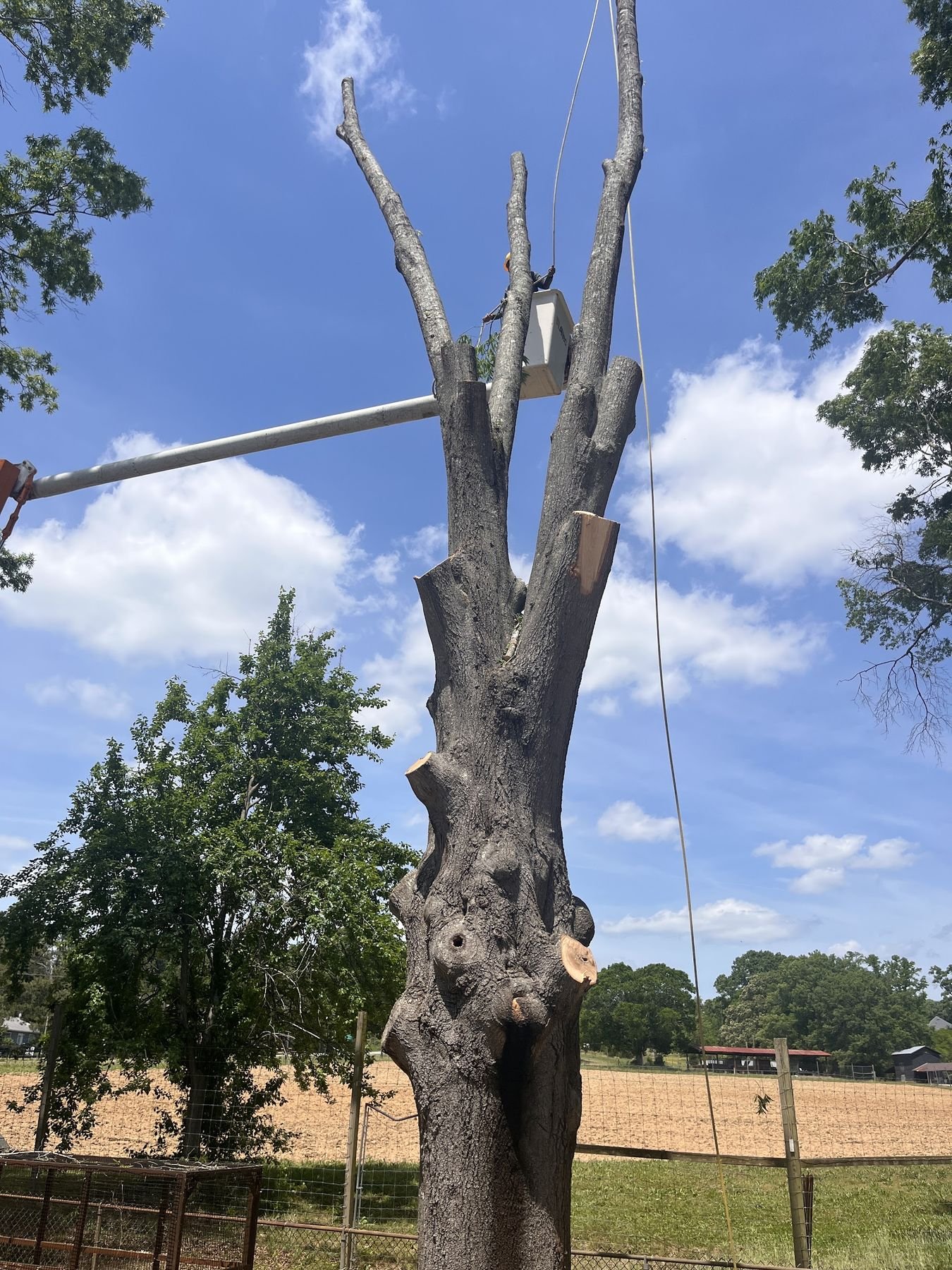 Large bare hardwood with rigging lines run through the canopy in an open field