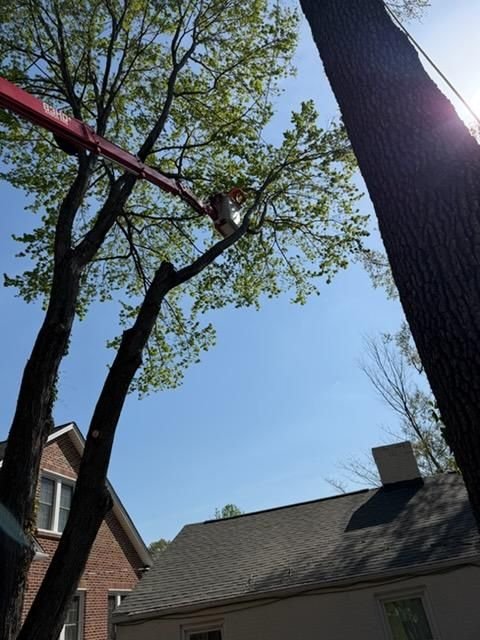 Bucket boom lifting a worker into a leafy tree beside a brick house