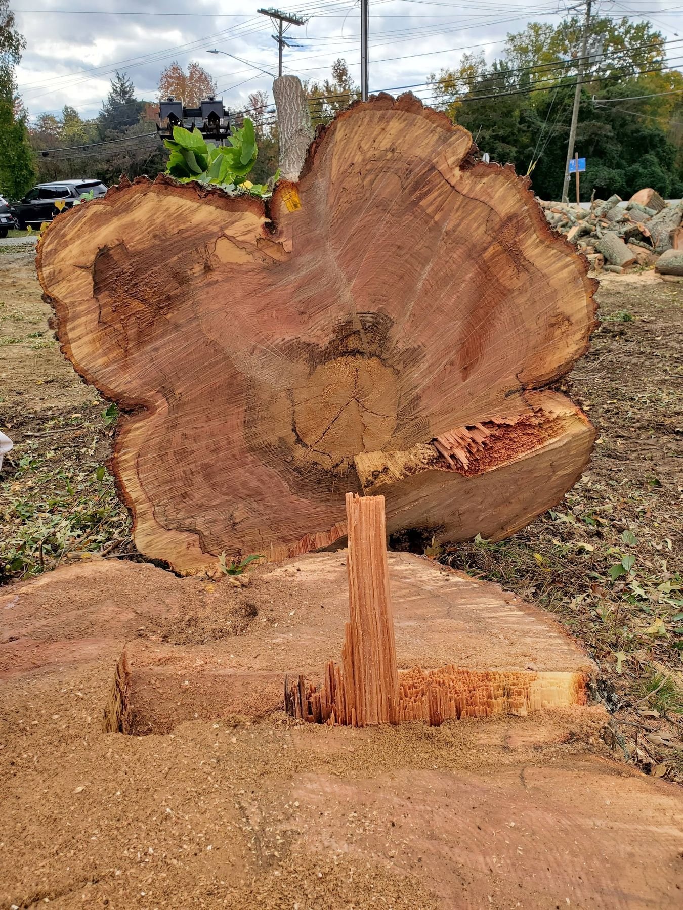 Cross-section of a wide flared stump cut flush, with a fresh saw face