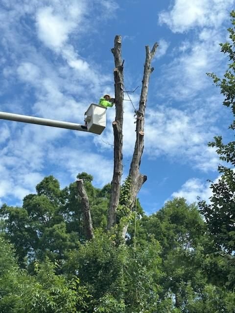 Crew member in the bucket topping a dead spar against a blue sky