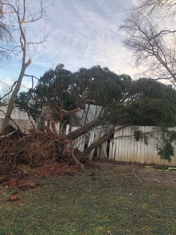 Large tree uprooted in a back yard and lying across a wooden privacy fence