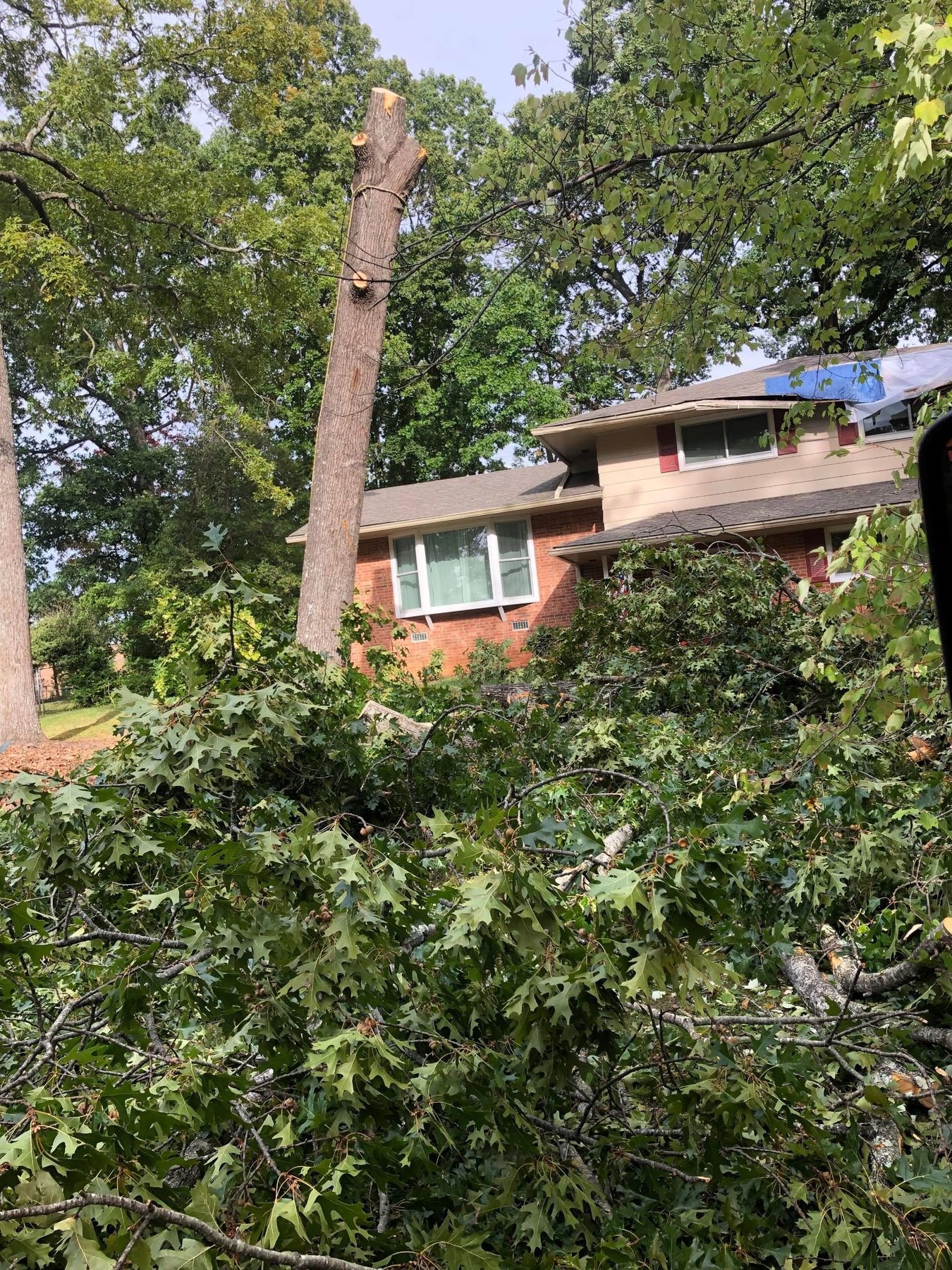 Storm-snapped tree brought down across a yard beside a house with a tarp on the roof