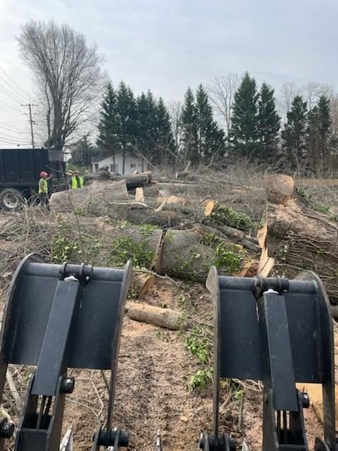 Cleared lot with the felled trunks sectioned and lined up, crew working beside the dump truck