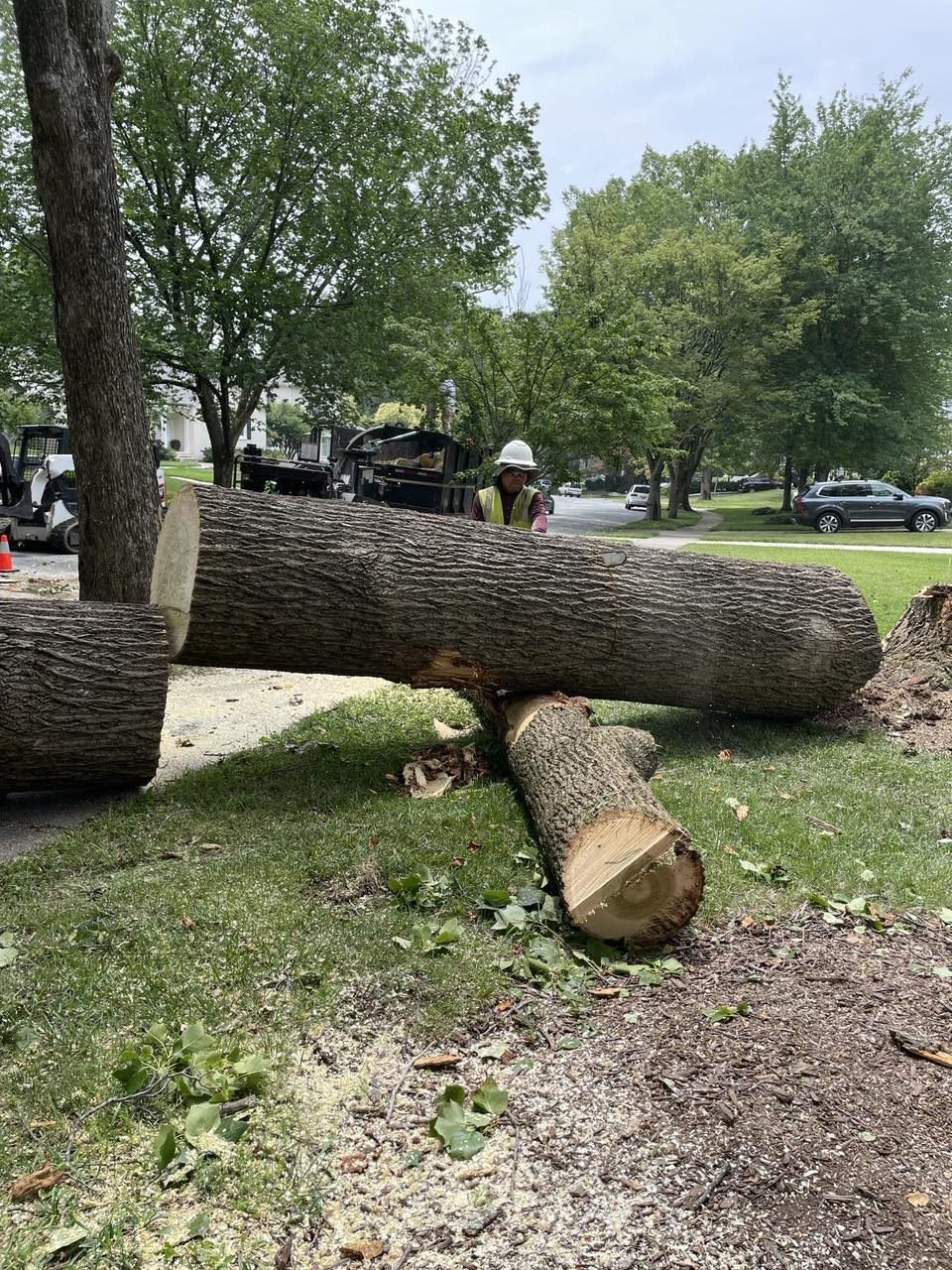 Large trunk sections cut and staged on the lawn before the grapple truck loads them out