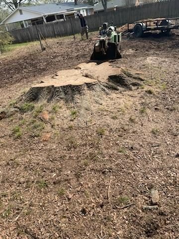 Wide stump cut flat with the grinder staged behind it and grindings spread over the yard